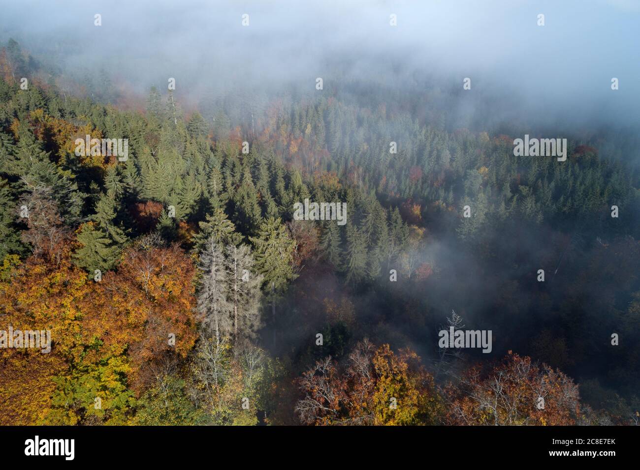 Germany, Baden-Wurttemberg, Drone view of autumn forest shrouded in ...