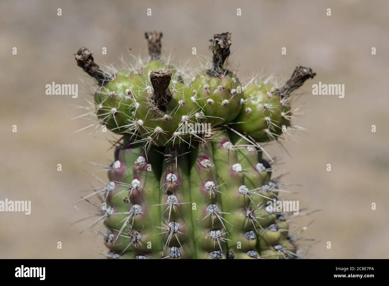 Plants of new mexico hires stock photography and images Alamy