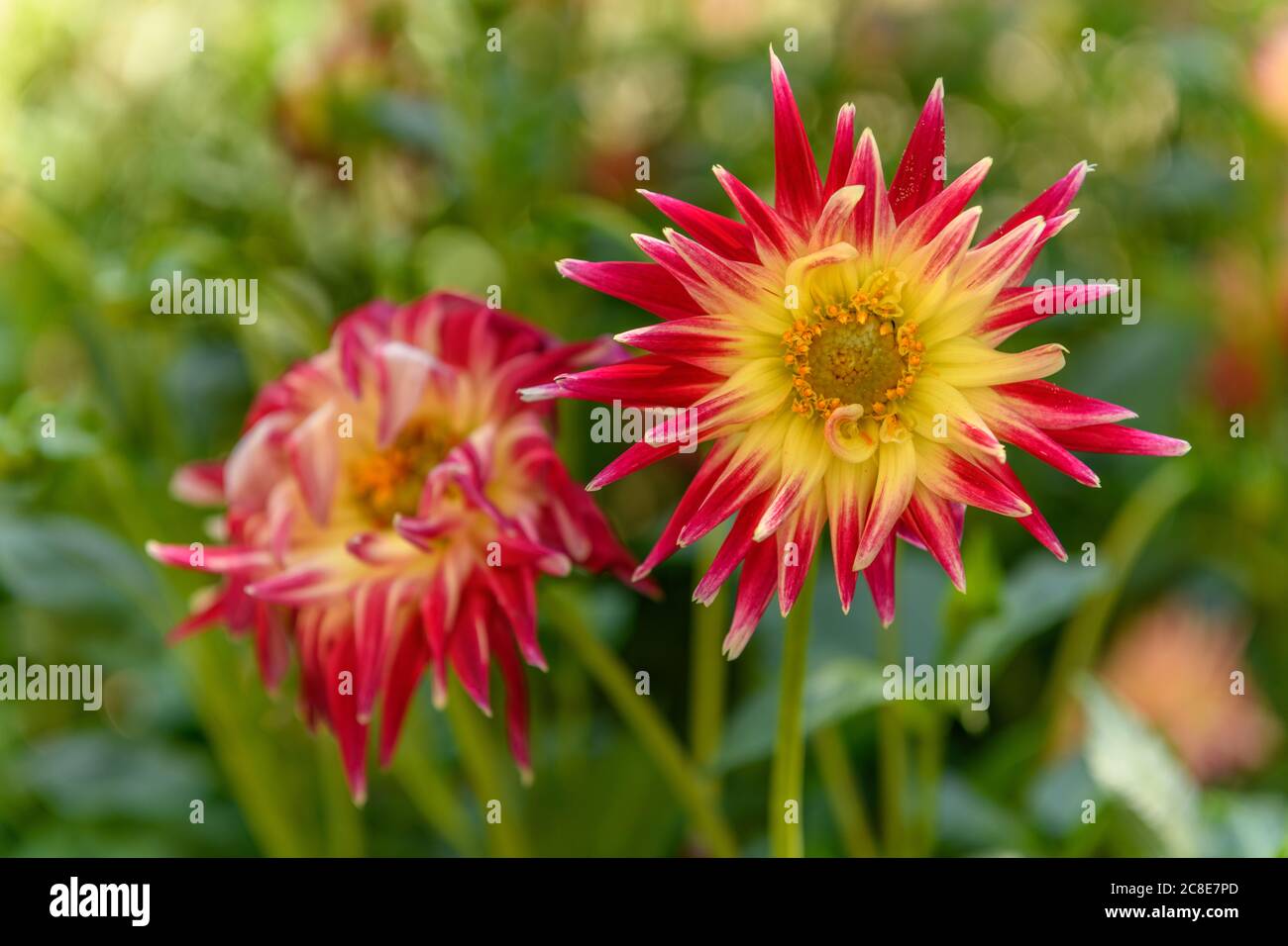 Dahlia flowers growing in a french garden park Stock Photo Alamy