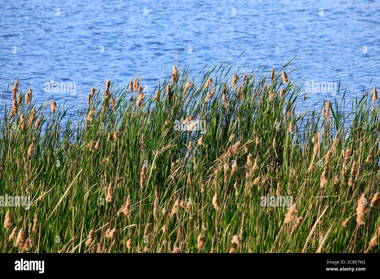 Reeds growing on riverbank Stock Photo - Alamy