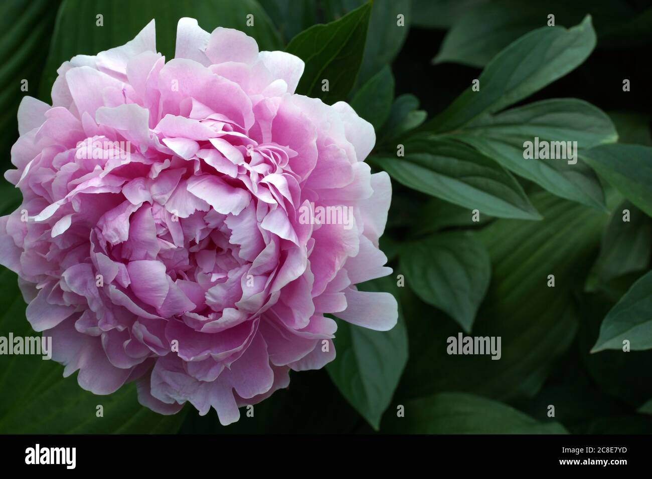 Double pink 'Mrs. Franklin D. Roosevelt peony flowers. Stock Photo