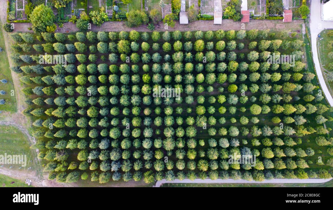 Aerial view of colorful forest trees and secret garden Stock Photo - Alamy