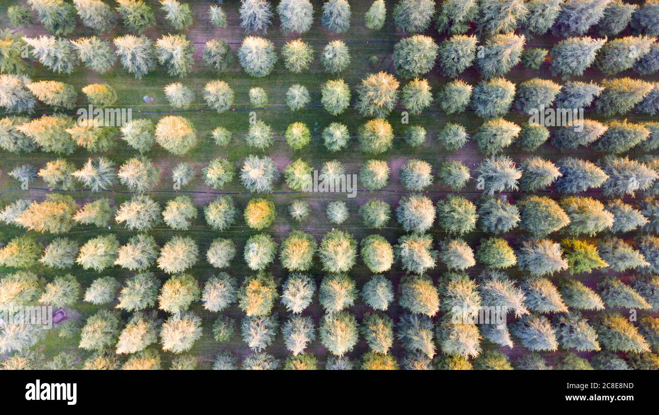 Aerial view of colorful forest trees and secret garden Stock Photo