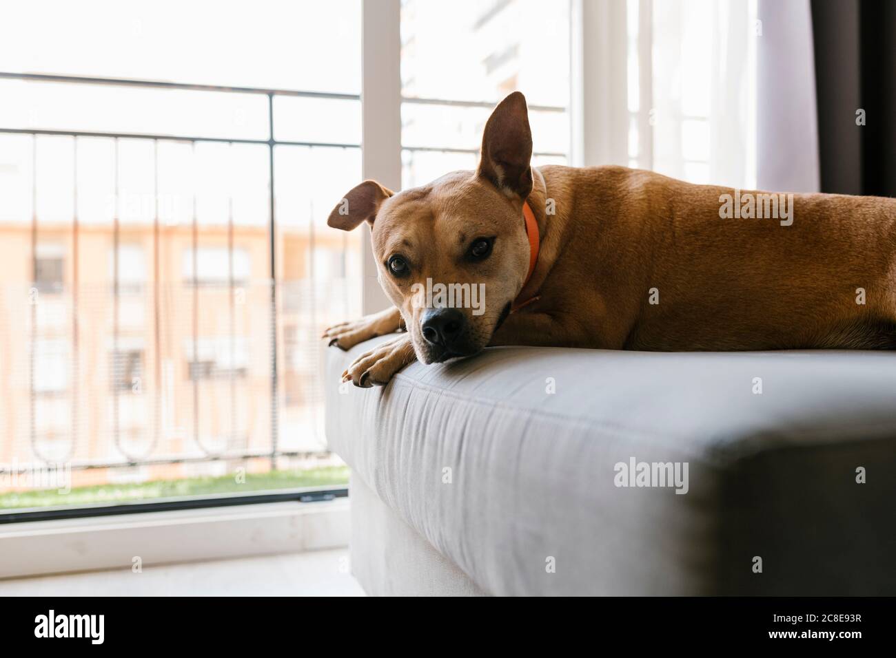 Why Do Dogs Sleep On Top Of Couch