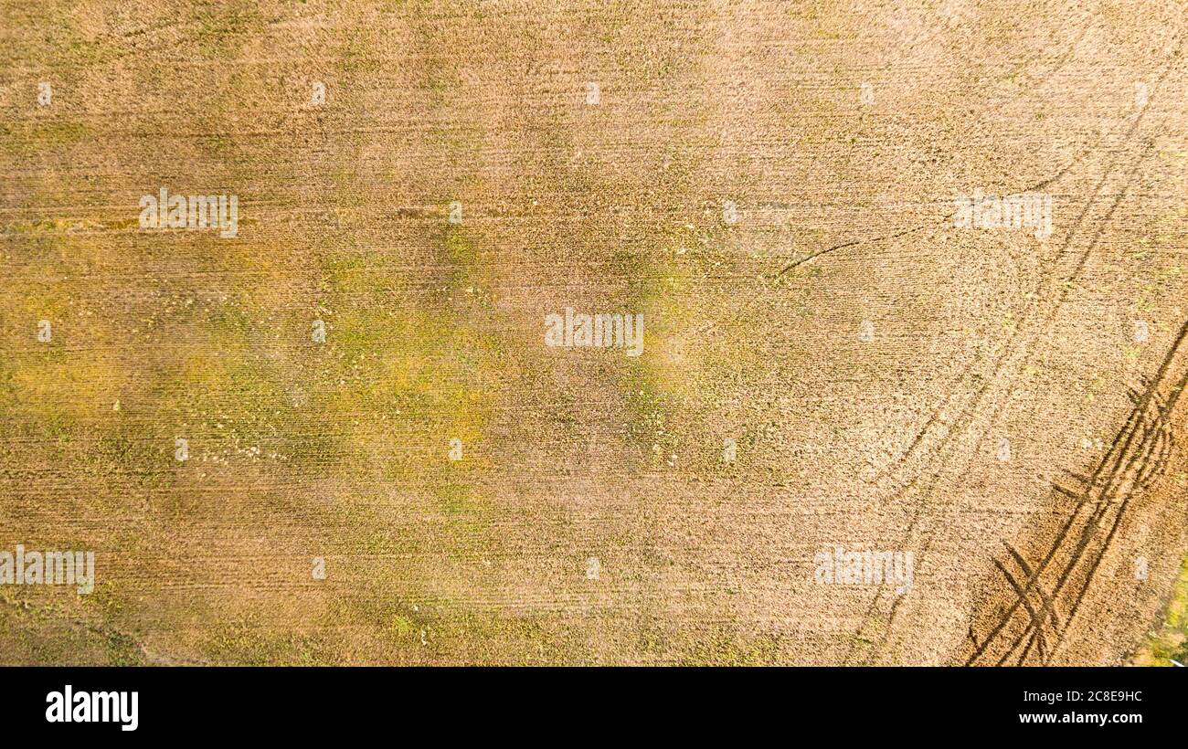 Aerial view of the golden wheat field. Pathway can be seen. Stock Photo