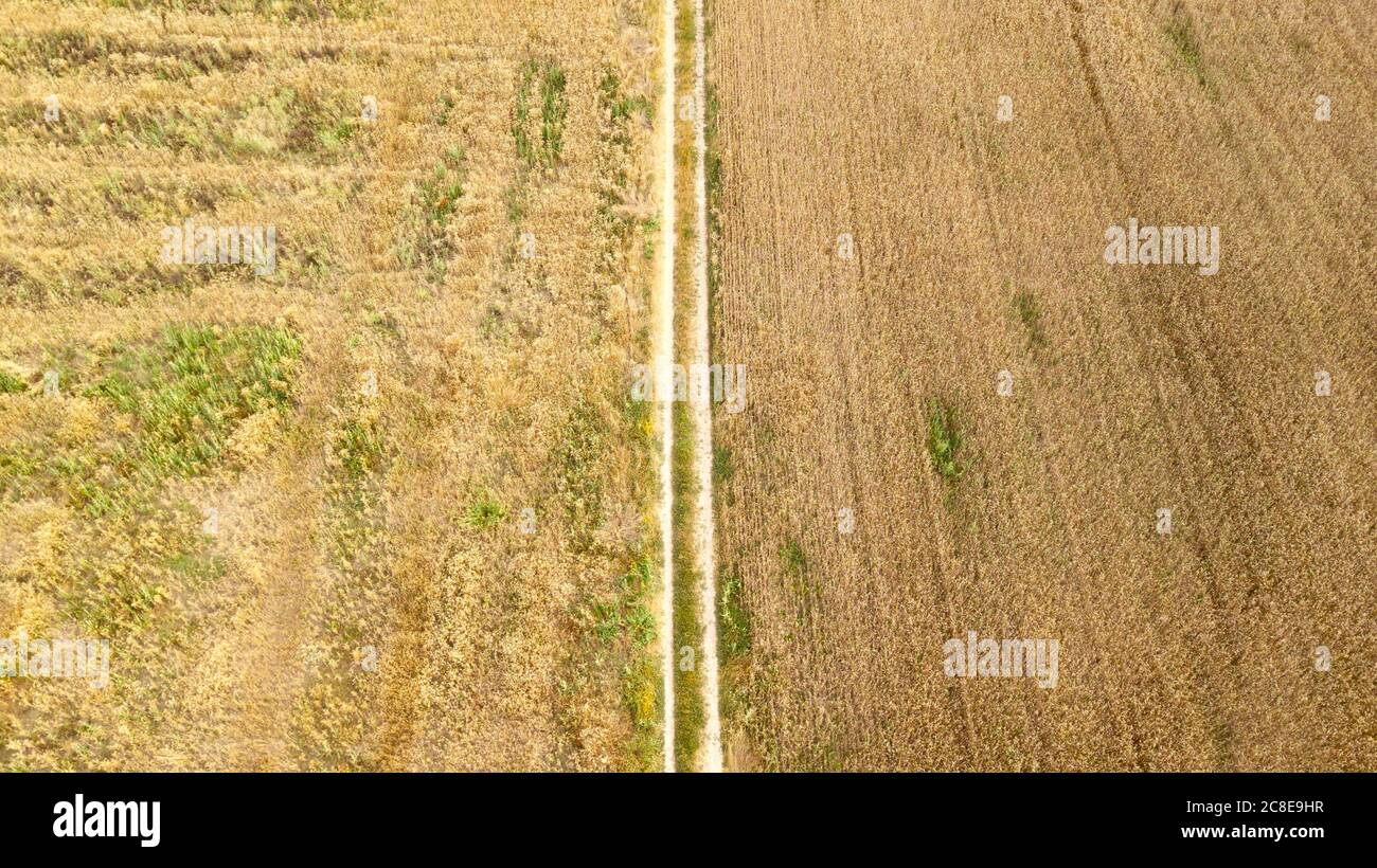Aerial view of the golden wheat field. Pathway can be seen. Stock Photo