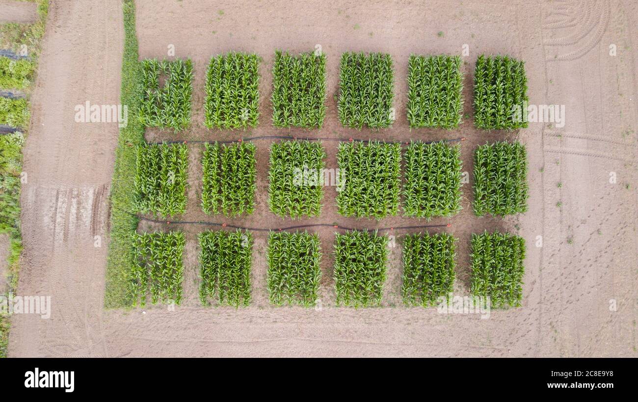 Aerial view of the corn field. Corns are standing in a square shape and separately. Stock Photo