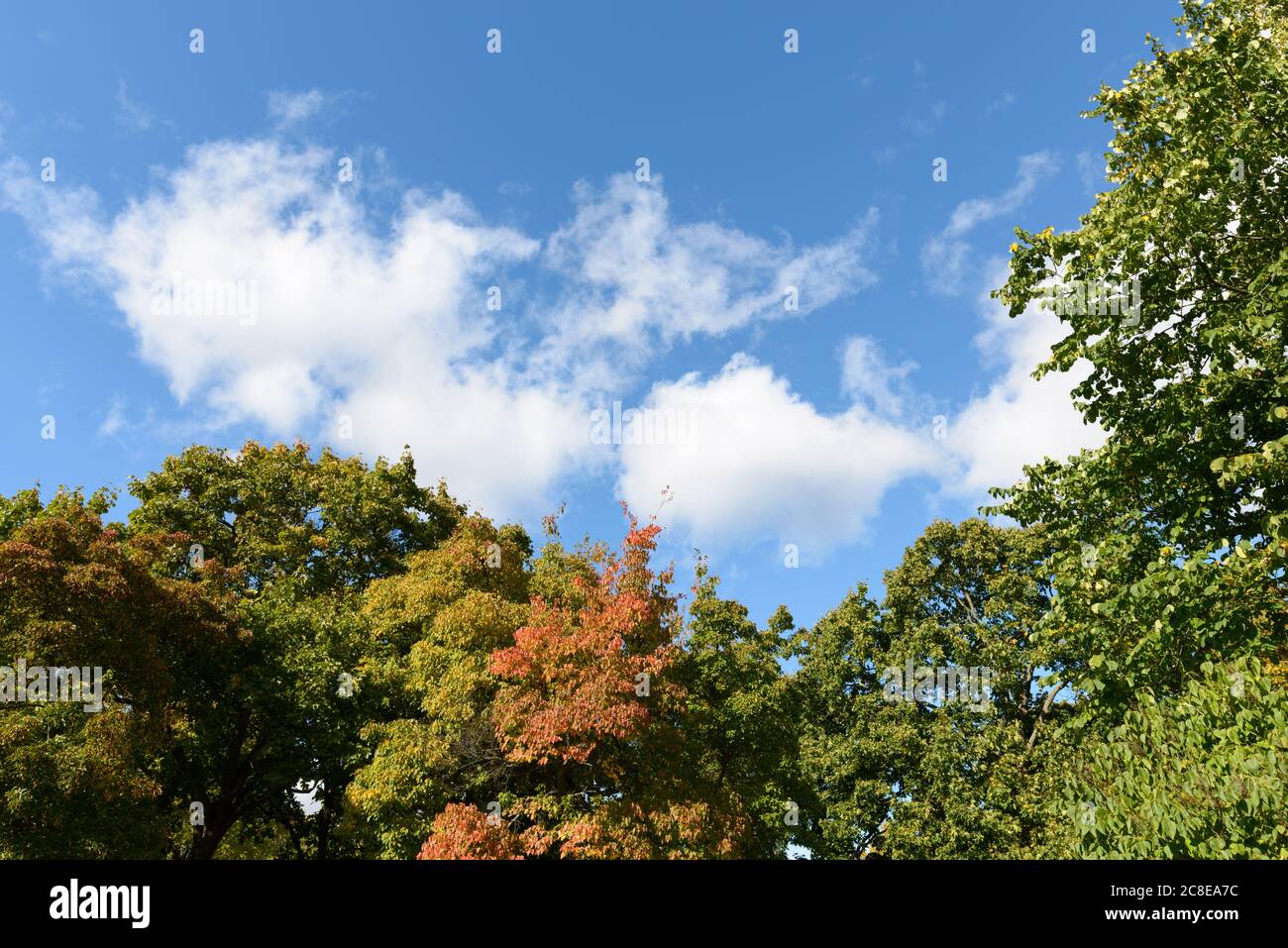 Peaceful view of tall healthy trees against light fluffy clouds in clear blue sky Stock Photo