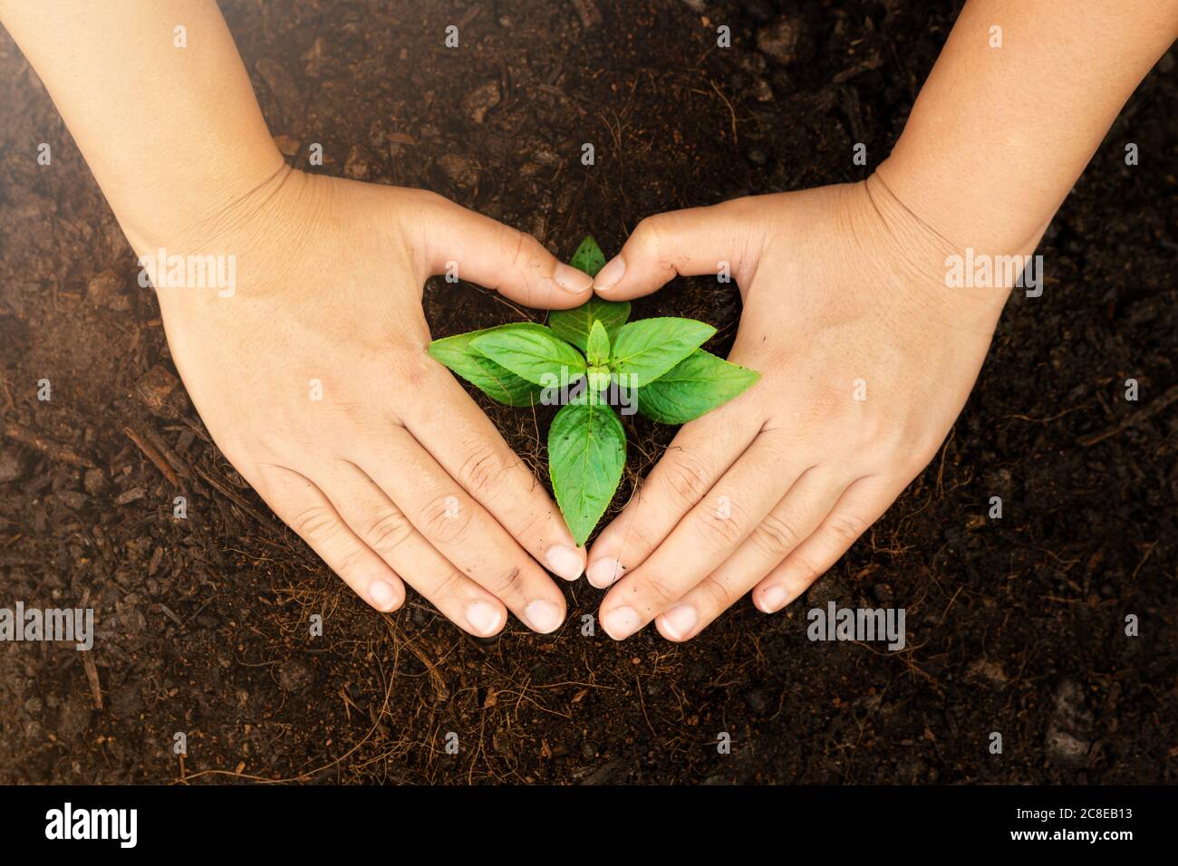 New life of young plant seedling grow in black soil Stock Photo Alamy