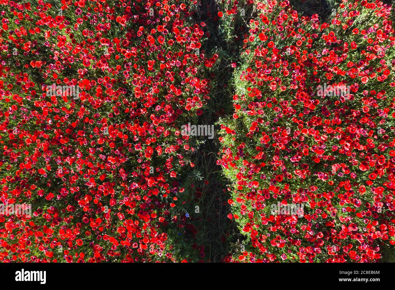 Drone view of red poppy field in spring Stock Photo