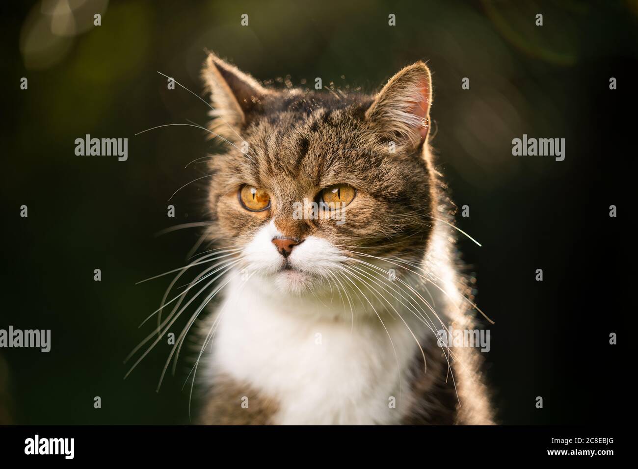 portrait of a beautiful tabby white british shorthair cat looking to ...