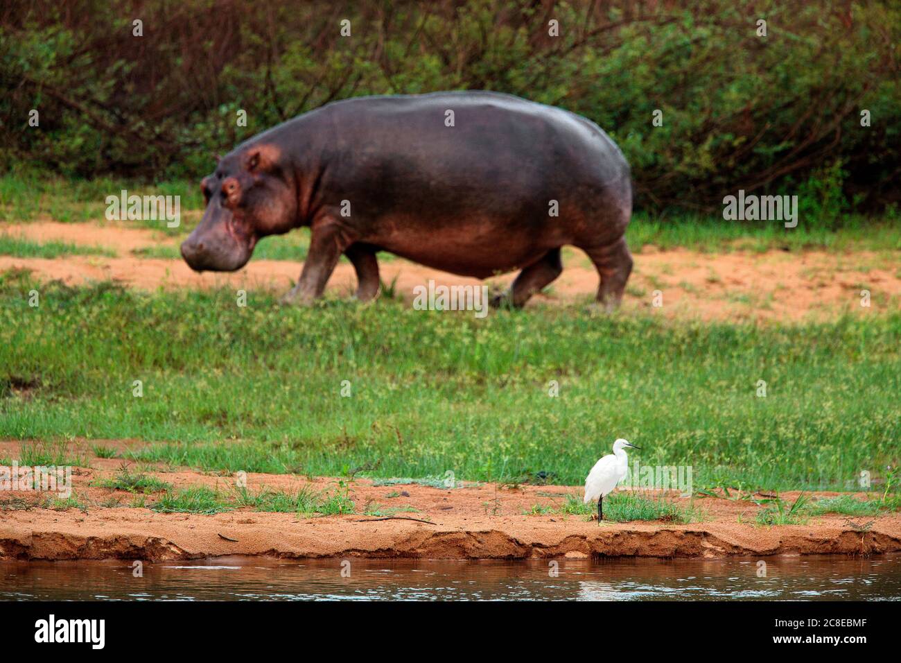 Democratic Republic Of Congo, Hippopotamus (Hippopotamus amphibius) and cattle egret (Bubulcus ibis) in Garamba National Park Stock Photo