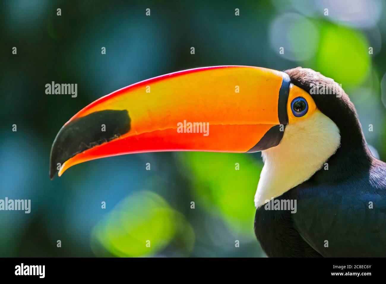 Brazil, Mato Grosso, Mato grosso do Sul, portrait of common toucan, Ramphastos toco Stock Photo