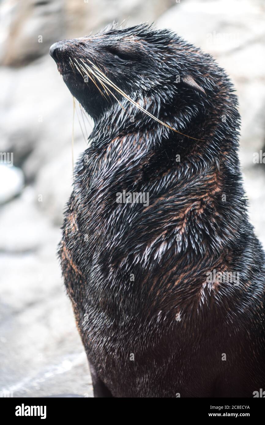 Northern Fur Seal (Callorhinus ursinus) Stock Photo