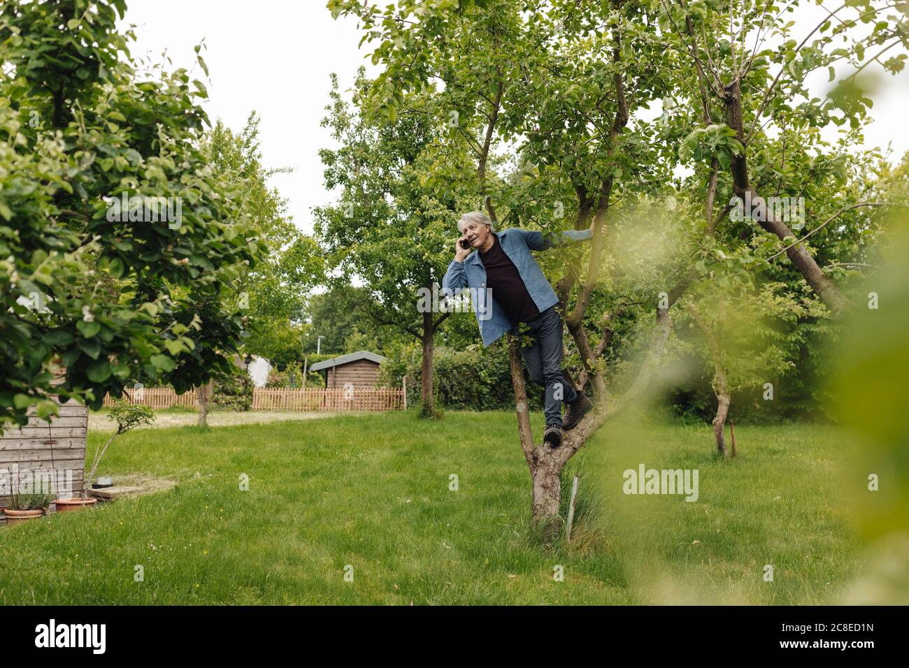 Senior man on the phone in a tree in a rural garden Stock Photo