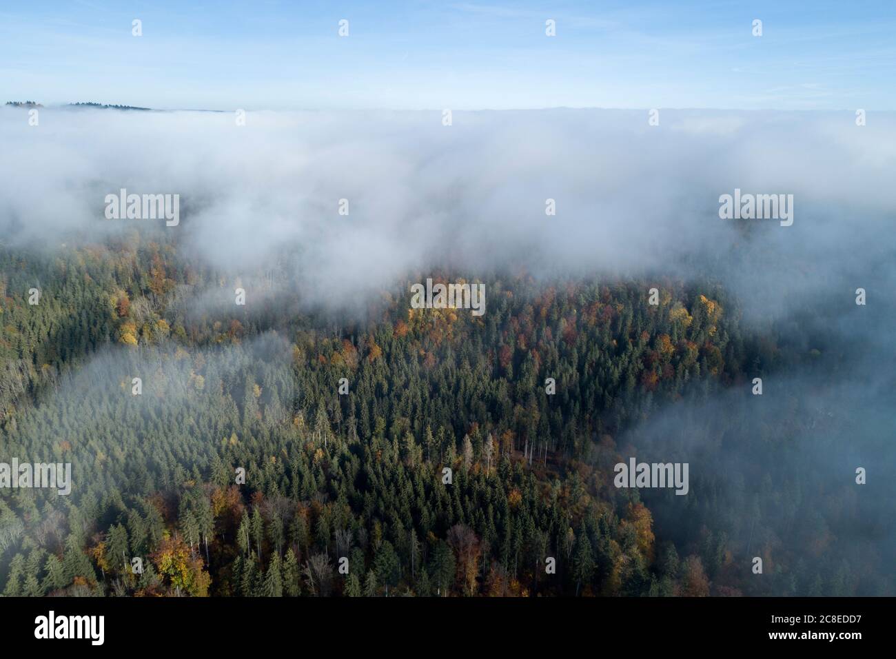 Germany, Baden-Wurttemberg, Drone view of autumn forest shrouded in ...