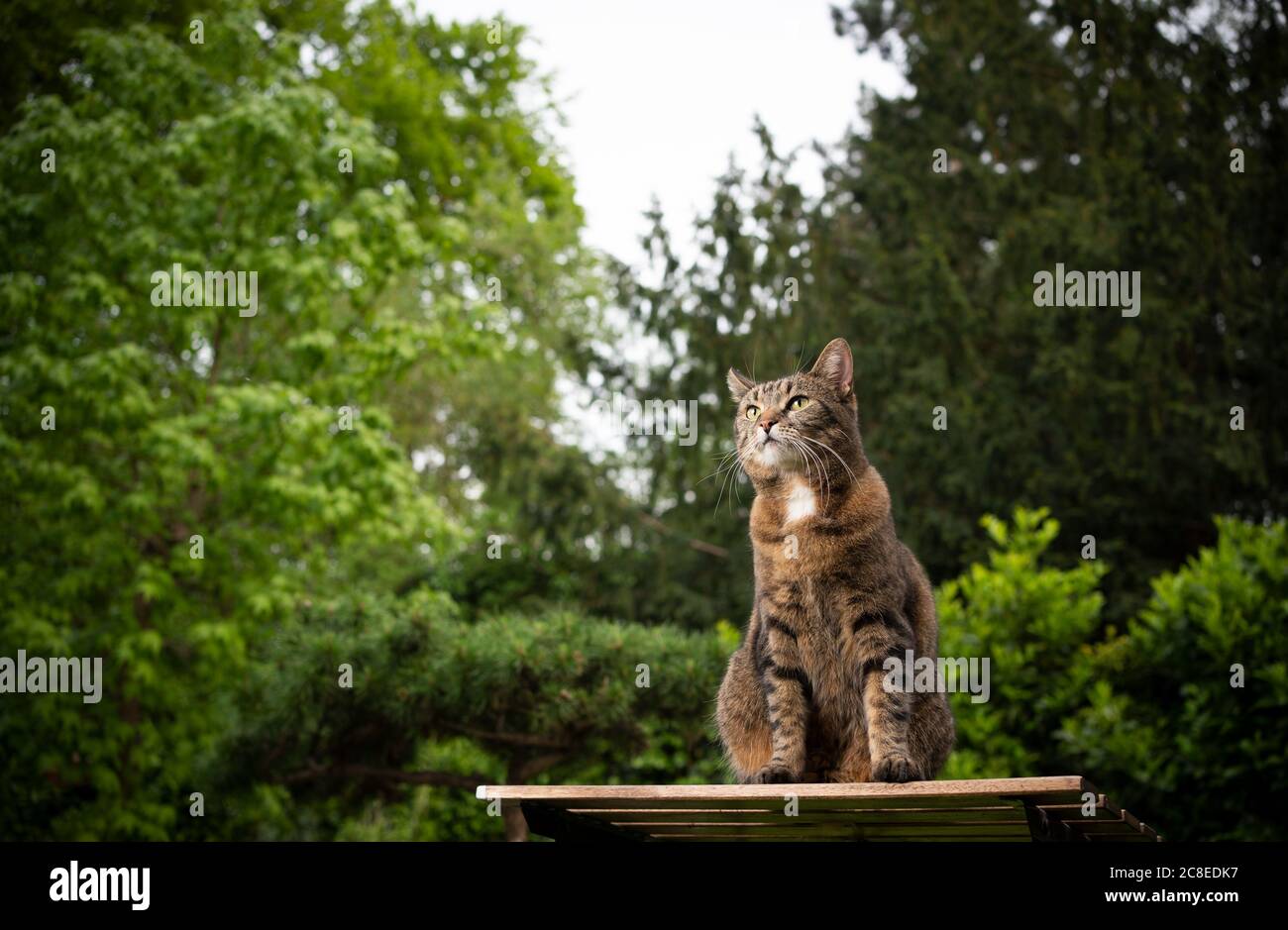 tabby shorthair cat sitting on wooden table in the garden Stock Photo