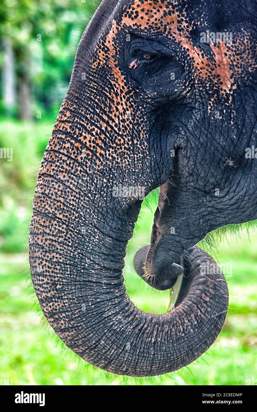 Portrait of Asian elephant (Elephas maximus) Stock Photo