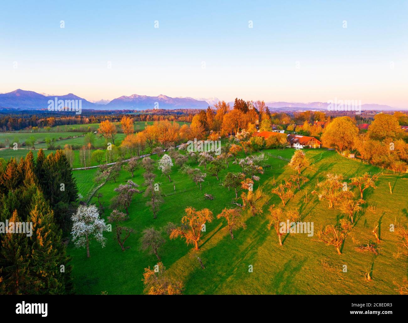Germany, Bavaria, Konigsdorf, Drone view of Mooseurach orchard at spring dawn Stock Photo