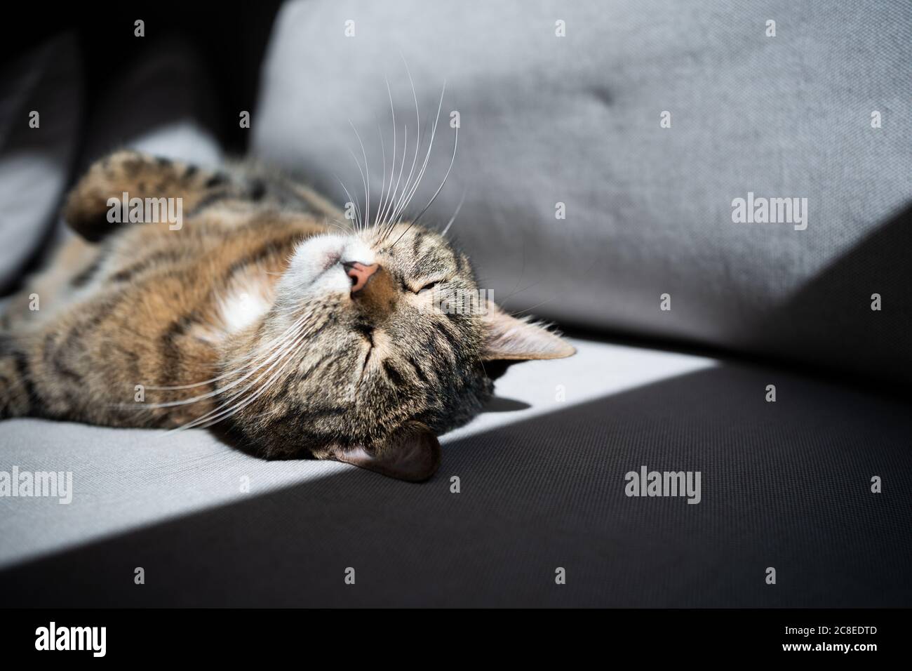 tabby cat lying on back sunbathing on sofa Stock Photo