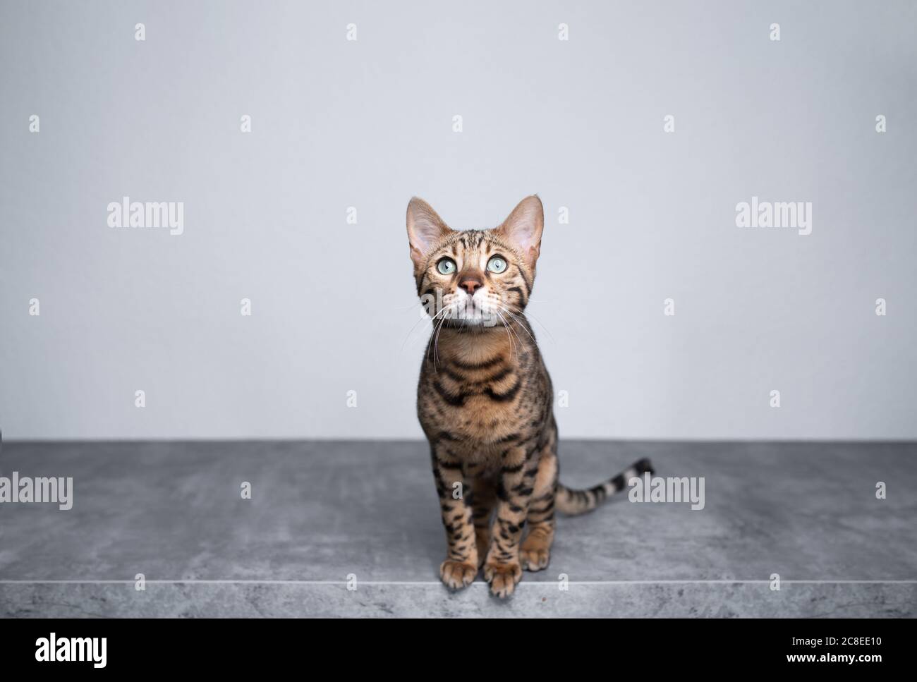 brown spotted tabby bengal kitten sitting on concrete floor in front of ...