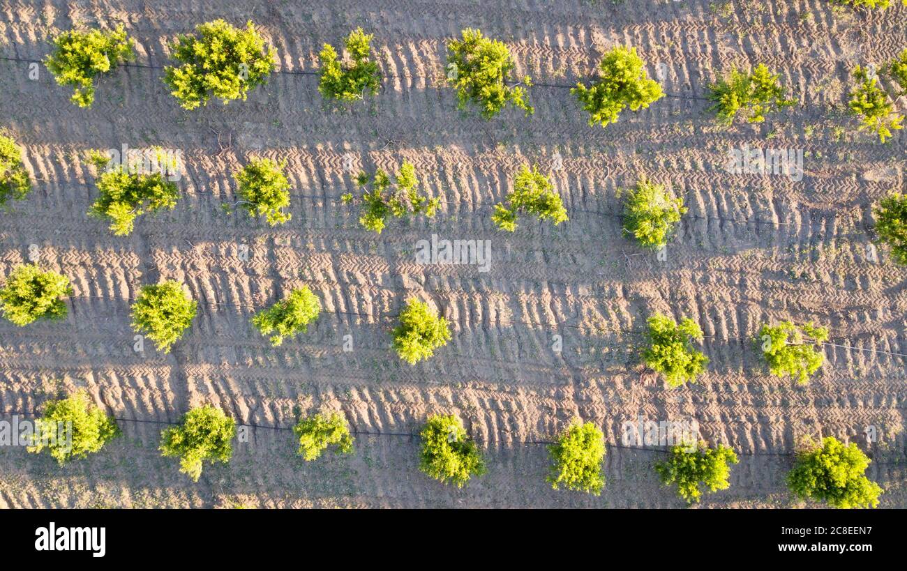 Aerial view of the fruit agriculture field at the sunset. Stock Photo