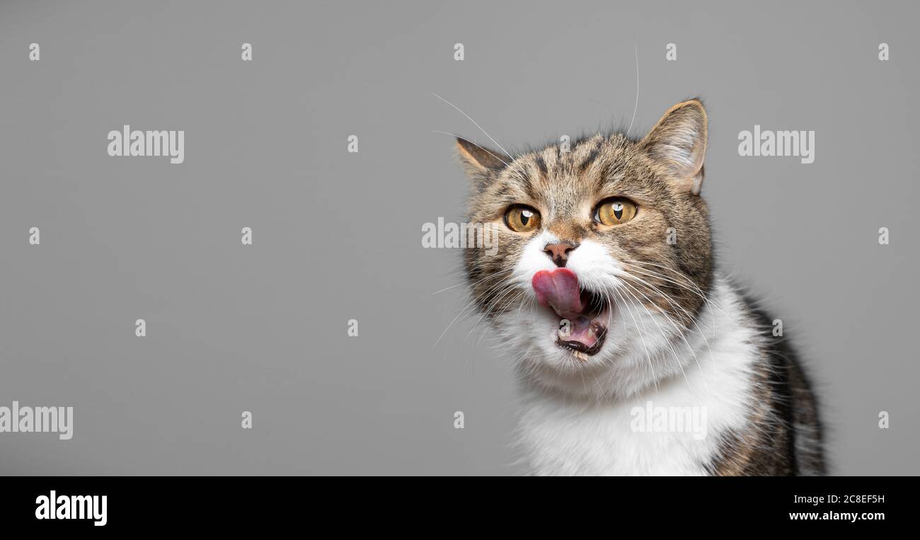 An Angry Cat With Its Mouth Open Background, Goofy Cat Pictures