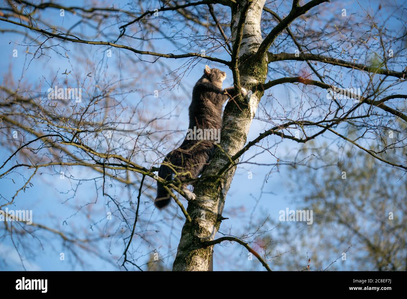 maine coon longhair cat climbing up birch tree in sunlight Stock Photo