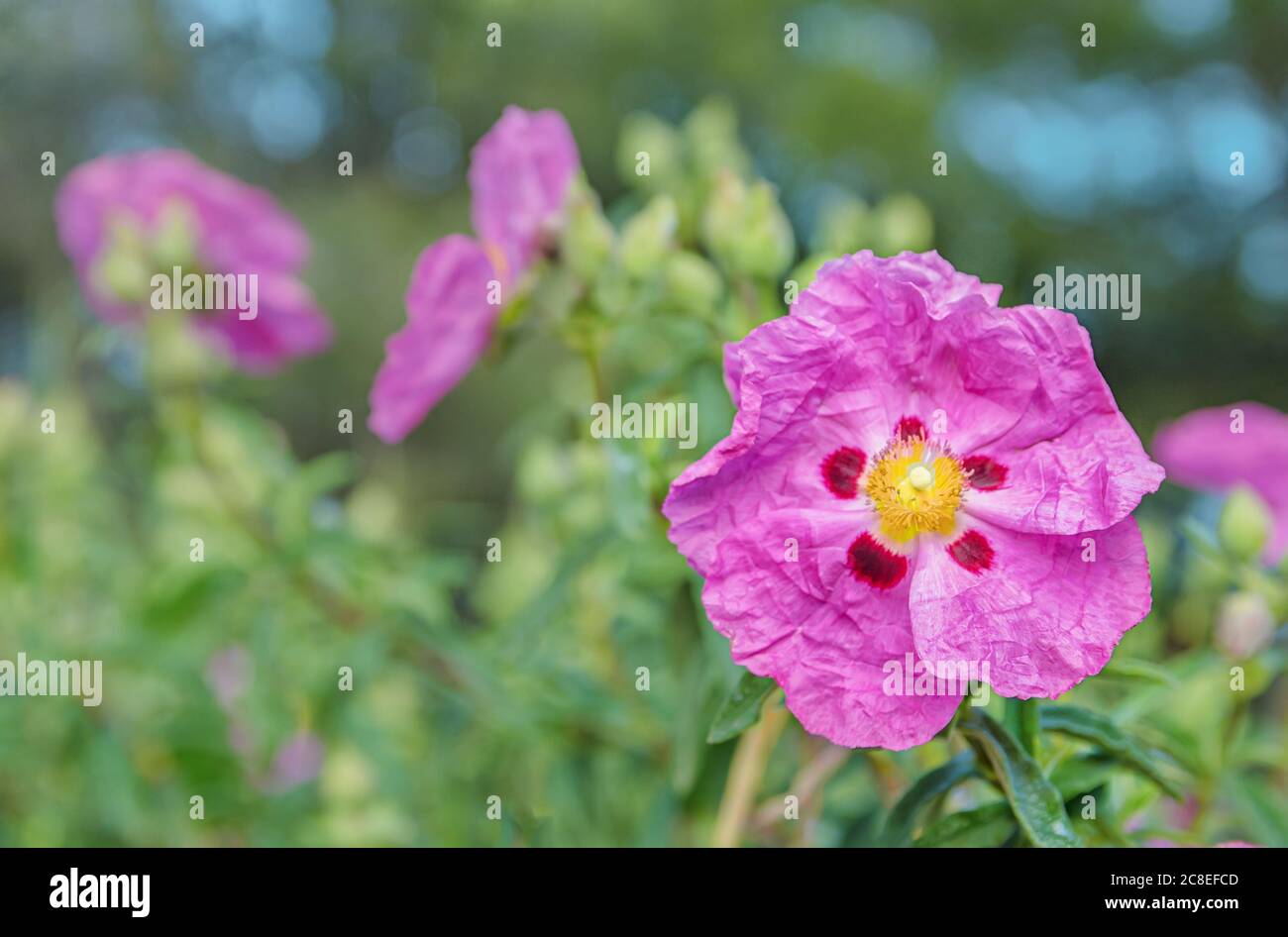 Bright shining pink dipladenia or mandevilla flower on a bright green background Stock Photo