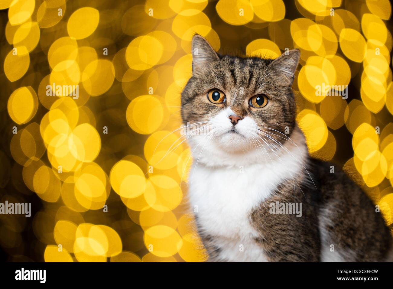 christmas bokeh lights portrait of a cute tabby white british shorthair cat looking at camera in front of golden bokeh lights background Stock Photo