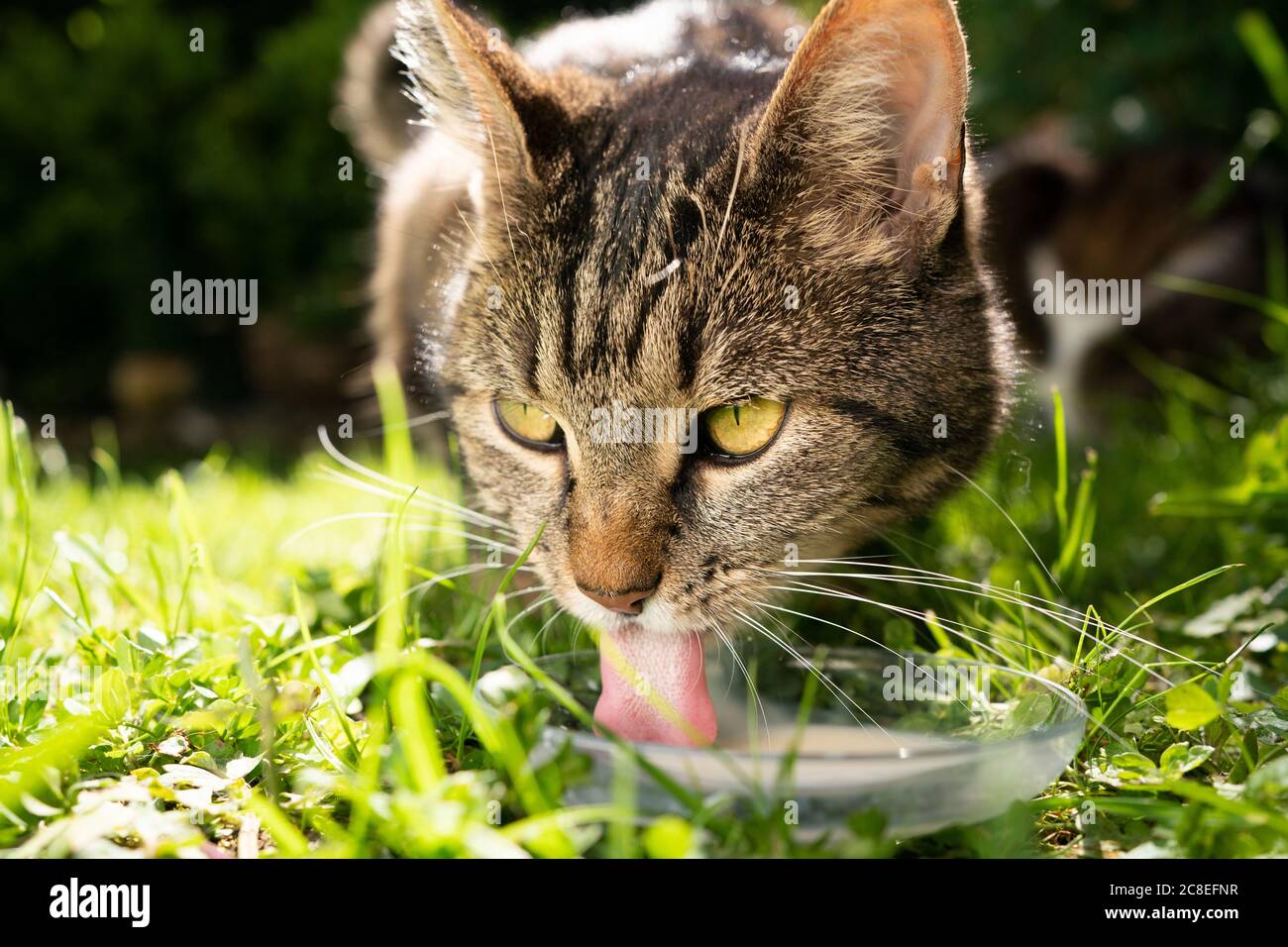 close up of a tabby cat drinking milk outdoors on grass Stock Photo