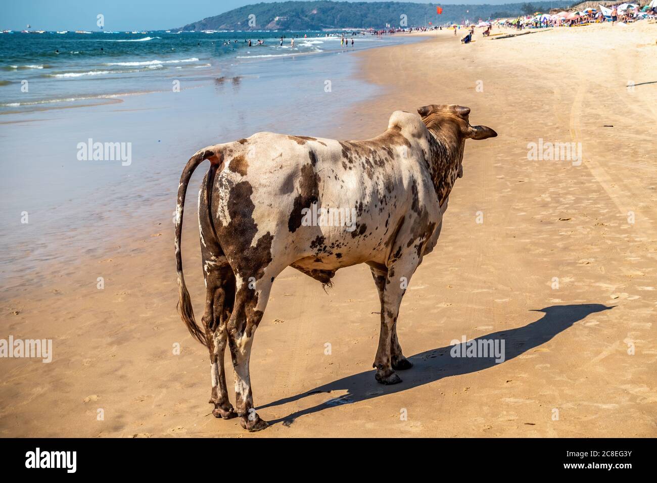 CALANGUTE, GOA, INDIA JANUARY 2, 2019: Typical indian holy cow watches at tourists on biggest beach in GOA province. Sunny day, calm sea, blue skies. Stock Photo