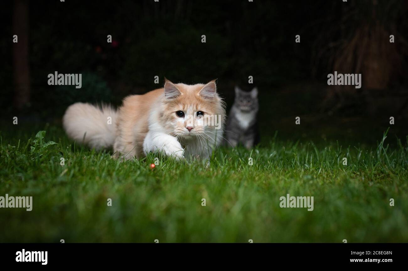 fawn cream colored maine coon cat hunting a red laser pointer dot in the back yard on the lawn