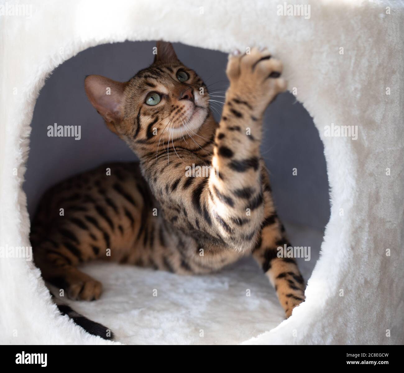 young bengal cat lying in cat cave of a scratching post looking up playing Stock Photo