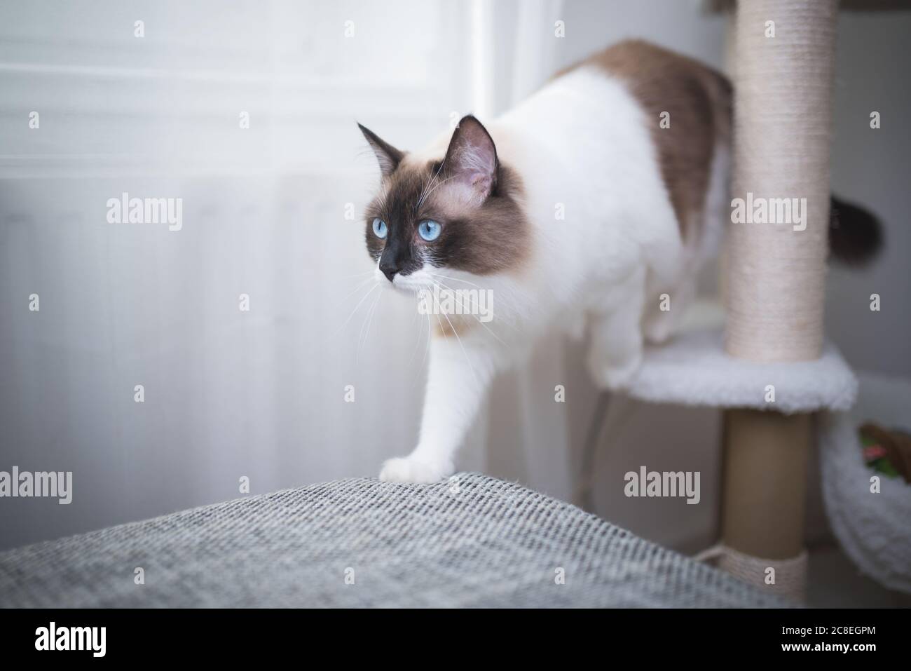 ragdoll scratching post