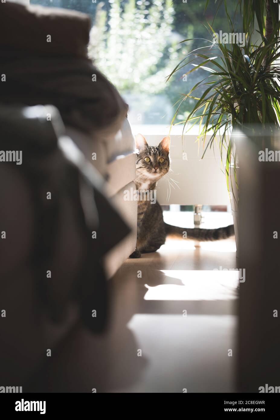 playful tabby domestic shorthair cat hiding behind sofa Stock Photo Alamy