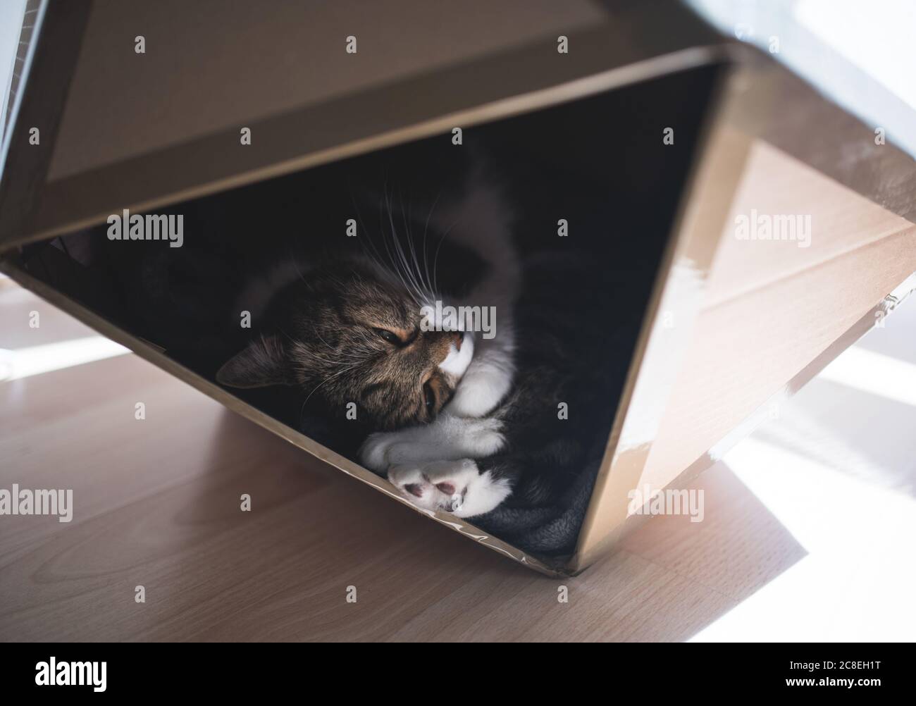 tabby british shorthair cat relaxing in a pet cave made out of carboard box that has the shape of an icosahedron Stock Photo