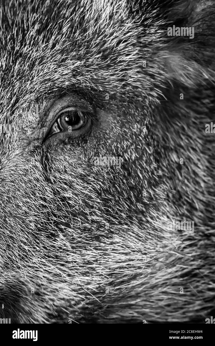Wild boar. Nature background. Stock Photo