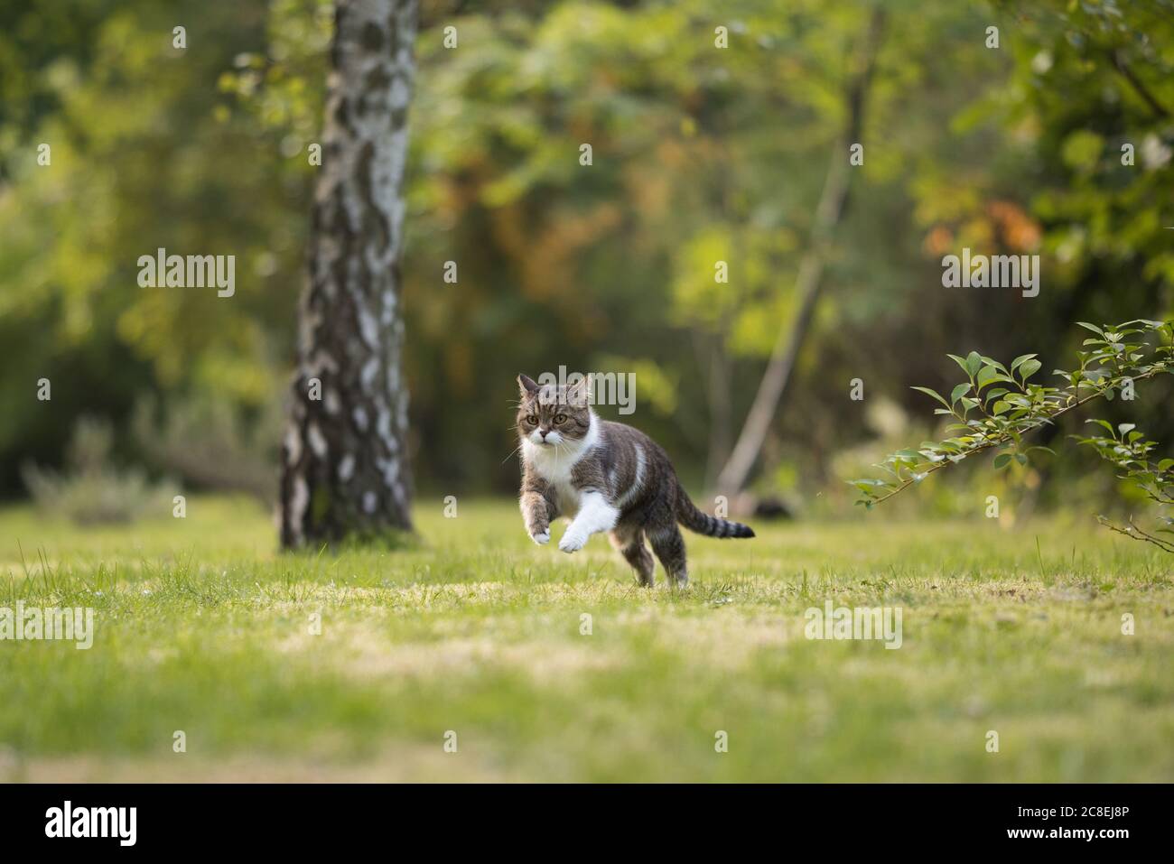 british shorthair cat playing around and running through backyard Stock Photo