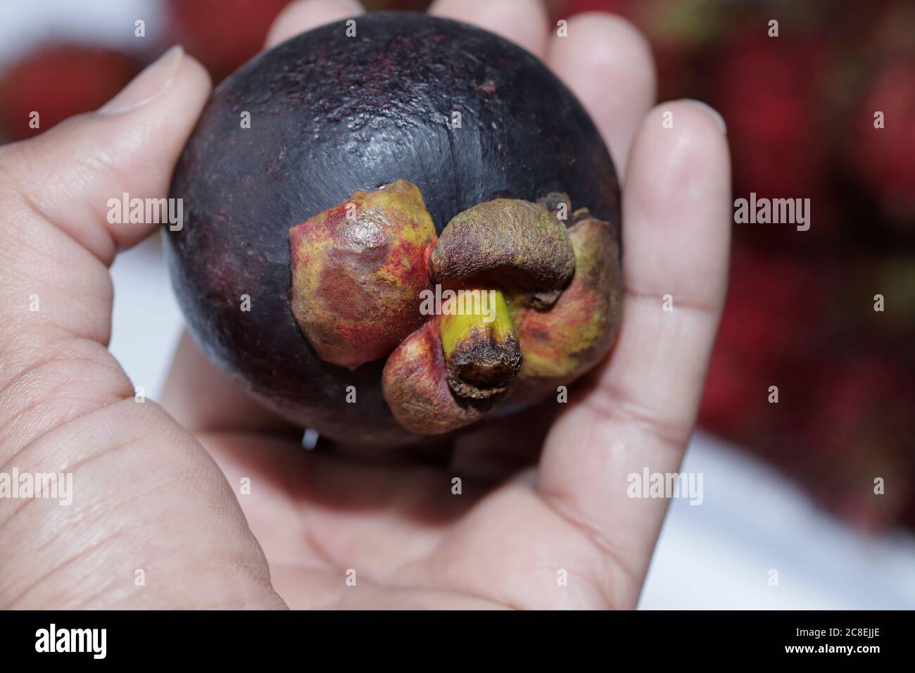 Mangosteen fruit is in the palm of hand Stock Photo