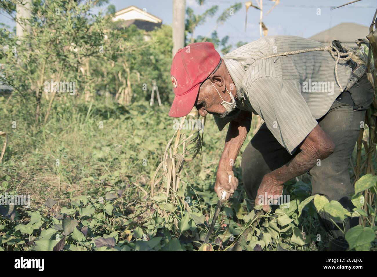 Jarabacoa ,La Vega / Dominican Republic - July 20, 2020 : a Dominican man more than one hundred years old working in an sweet potatoes plantation usin Stock Photo