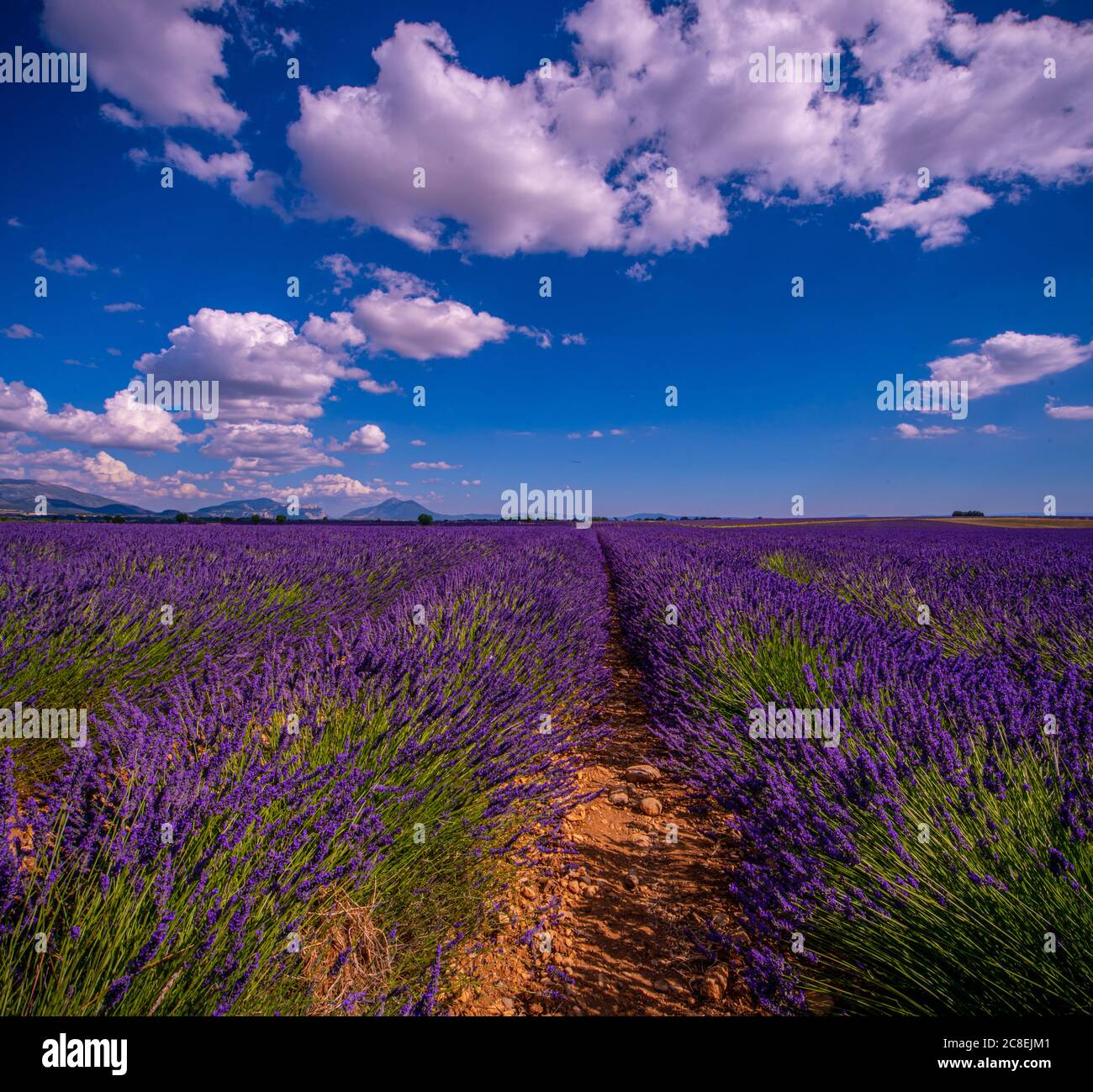 Het plateau van Valensole Gids Toerisme amp Recreatie France Voyage