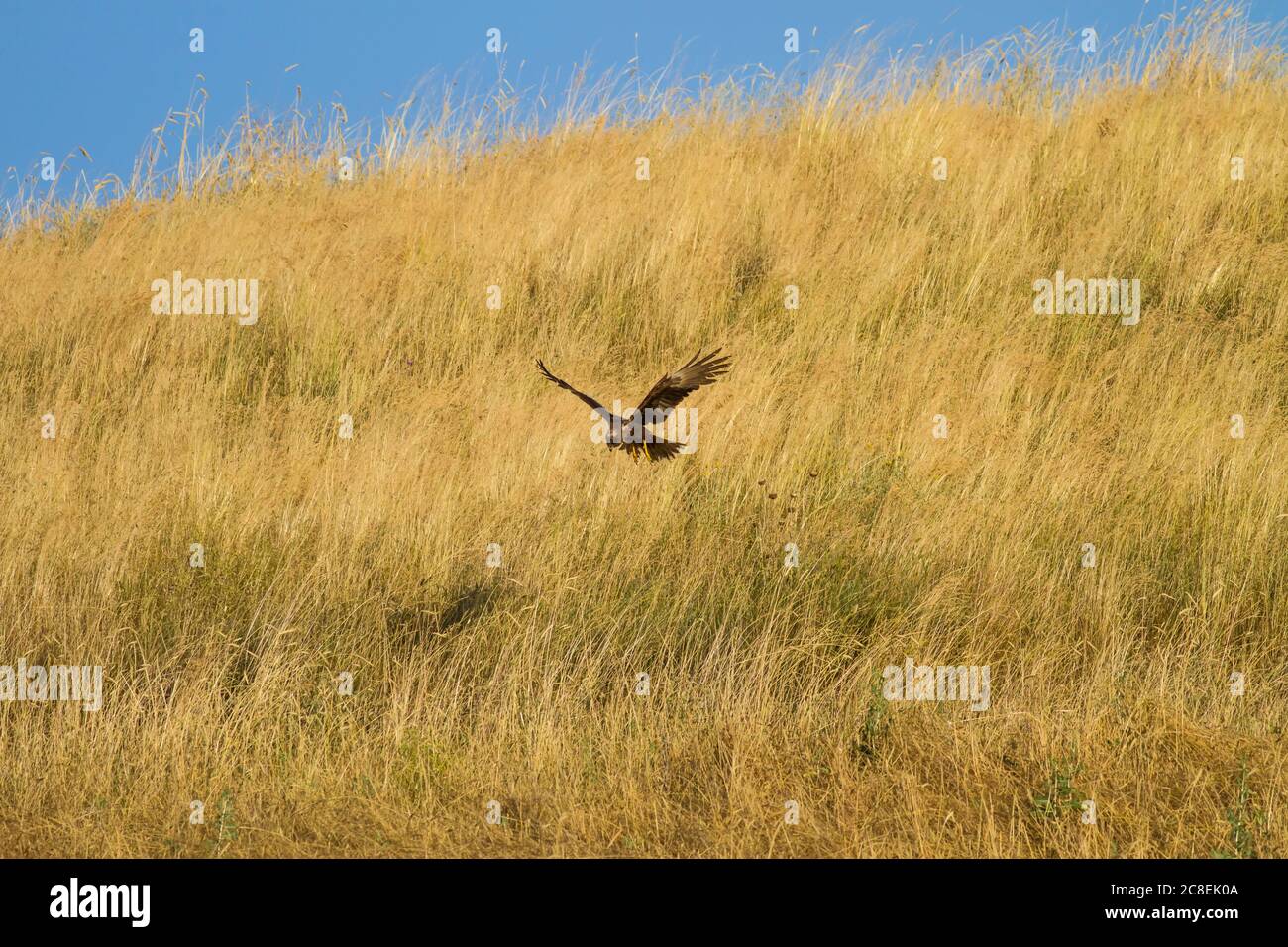 Flying hawk. Nature background. Western Marsh Harrier Stock Photo Alamy