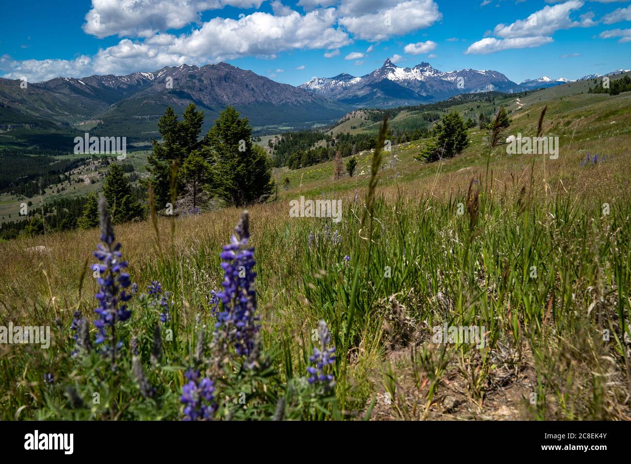 Beautiful Clarks Fork Overlook along the Beartooth Highway in Wyoming and Montana. Lupine in foreground Stock Photo