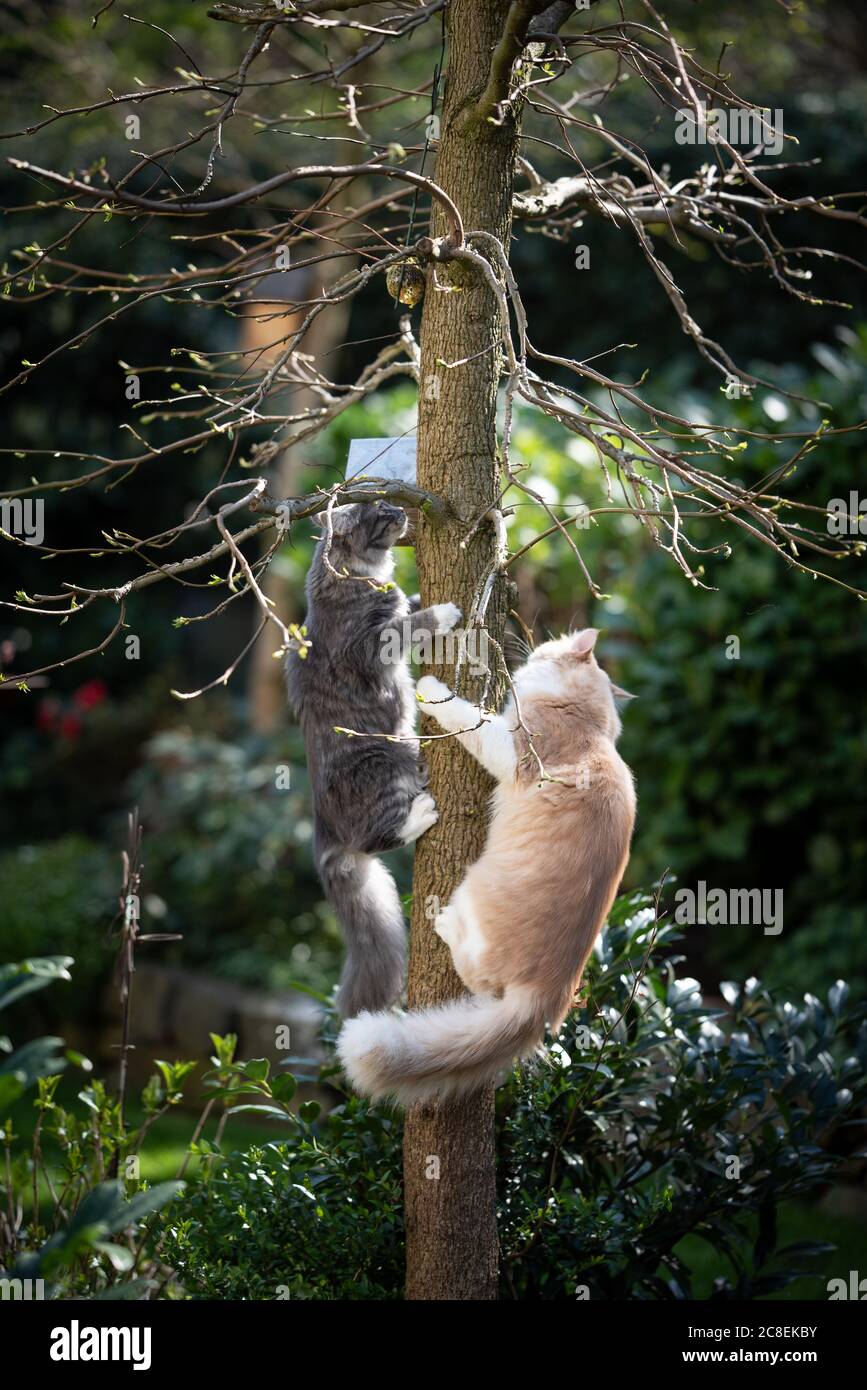 two playful maine coon cats climbing up a tree in the back yard with a