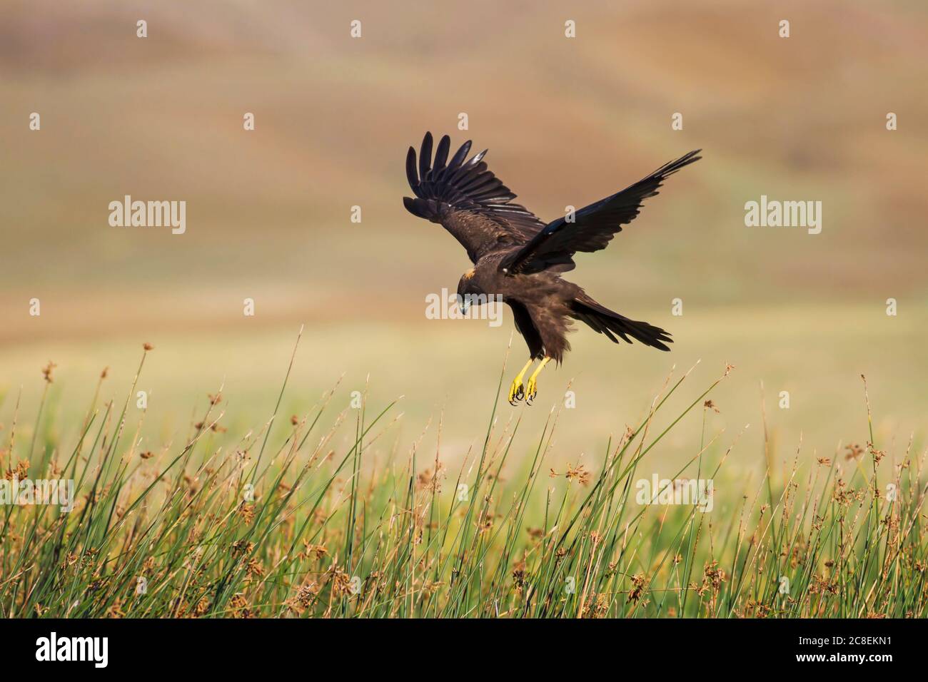 Flying hawk hi-res stock photography and images - Alamy