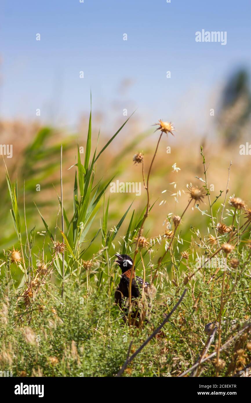 Nature and bird. Common birds. Natural background Stock Photo - Alamy
