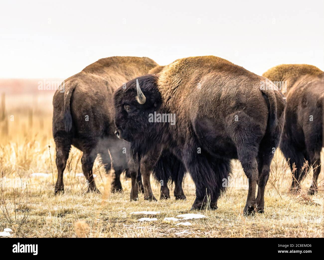 An American Bison's breath turns to steam as he is photographed on a cold January day in Colorado along with his herd. Stock Photo