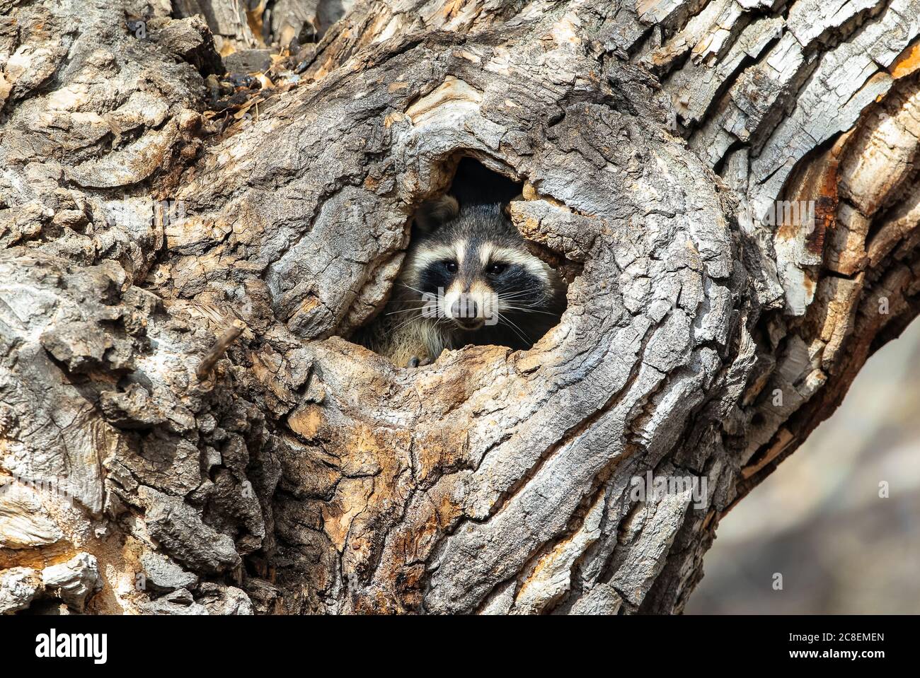 A Raccoon peers out of a hole in a large mature tree in the daytime. Stock Photo