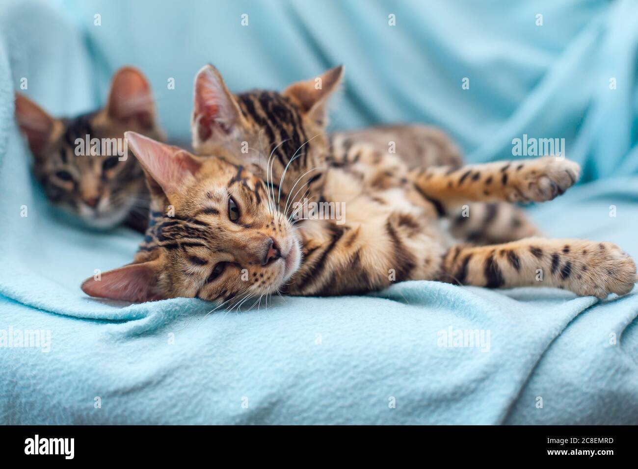 Three bengal cats laying on the blue background Stock Photo - Alamy